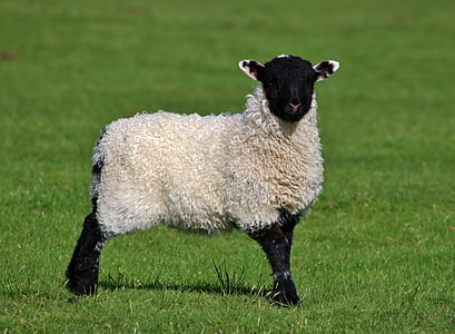 lamb, sheep, look, farm, livestock, grass, domestic animals