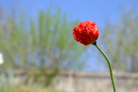 Poppy, merah, Blossom, mekar, bunga, bunga merah, alam