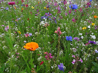 kukka niitty, Kevät meadow, kukat, luonnonvaraisia kukkia, työtakki, Bloom, Blossom