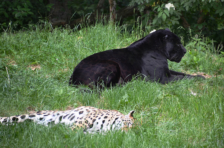 Panter, Leopard, zwierzęta