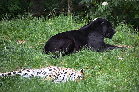 panter, Leopard, zvieratá