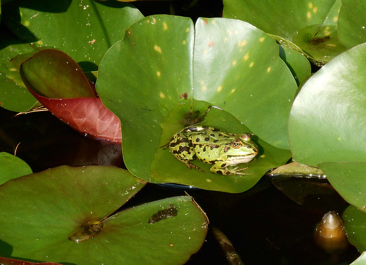 frog, water, pond, green, amphibians, leaves, toad