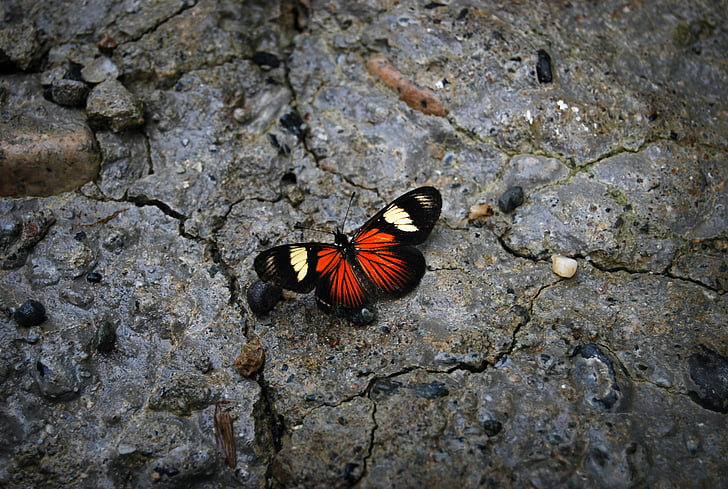 motýl, kámen, Příroda, barvy, Krása, kontrast, křídla
