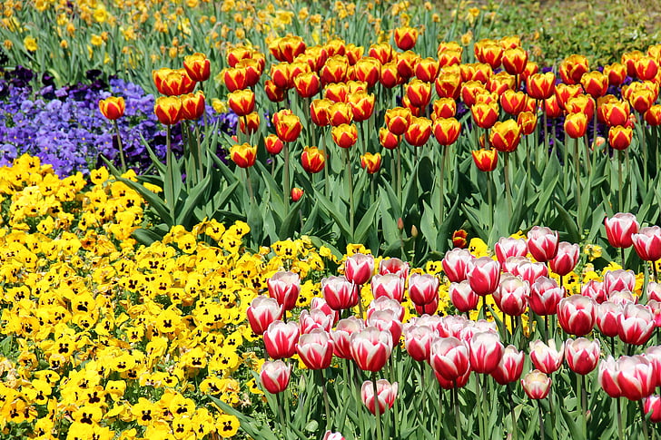 květiny, závod, tulipány, jaro, Velikonoce, Tulipán, Příroda