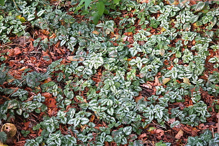 penutup tanah, goldnessel biasa, daun, hijau, putih, benar daun, lamium galeobdolon