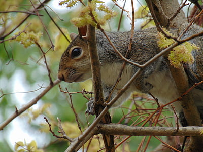 squirrel, animal, forest, branch, tree, nature, mammal