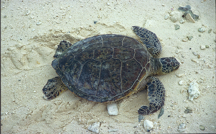 želva, zelena morska želva, pesek, morske želve, plazilcev, narave, prosto živeče živali