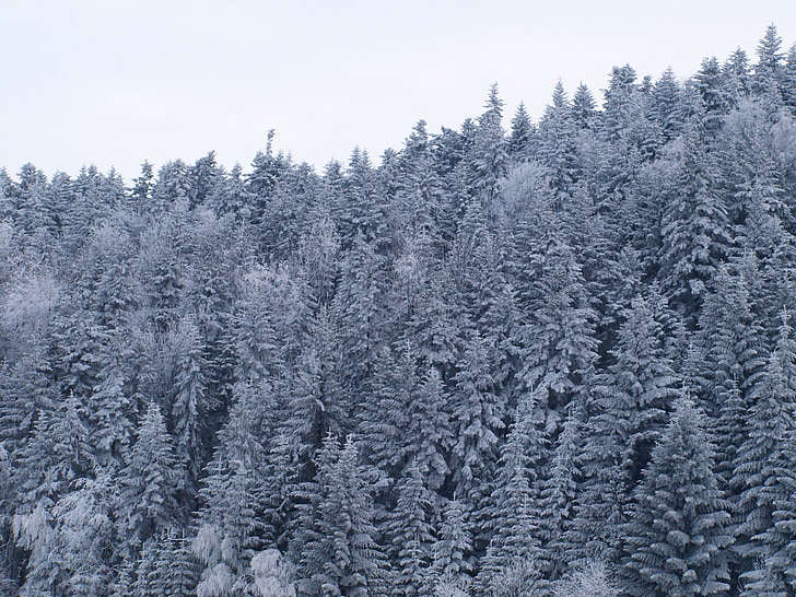 rima difícil, muntanyes, neu, l'hivern, bosc, arbres coberts de neu, gelades