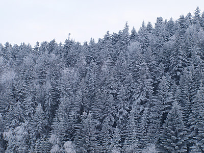 hårde rime, bjerge, sne, vinter, skov, sneklædte træer, Frost
