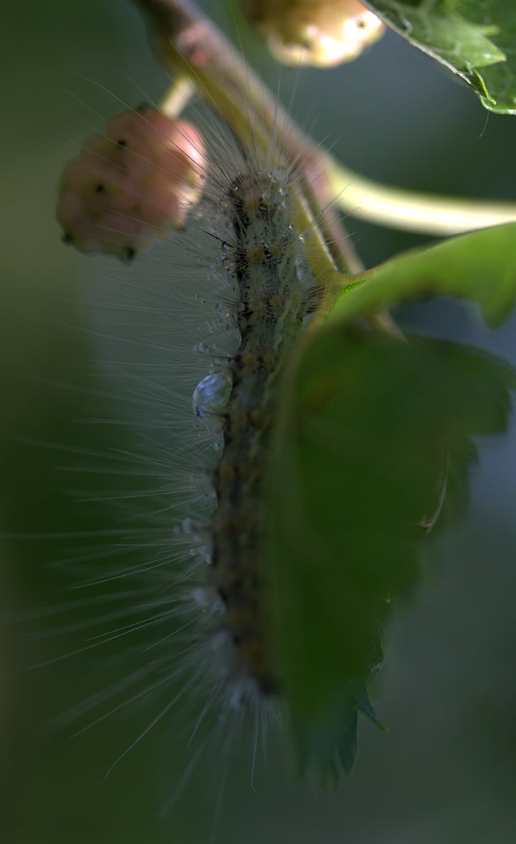 Caterpillar, mille-pattes, Duda, fruits, nature, plante, gros plan