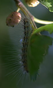 Caterpillar, millepiedi, Duda, frutta, natura, pianta, Close-up