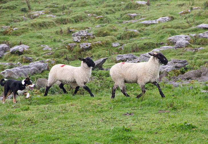 giống chó chăn cừu, con cừu, đàn cừu, cừu con chó, con chó, hành vi, nông thôn