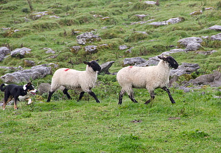 chien de berger, moutons, agneaux, mouton-chien, chien, comportement, rural