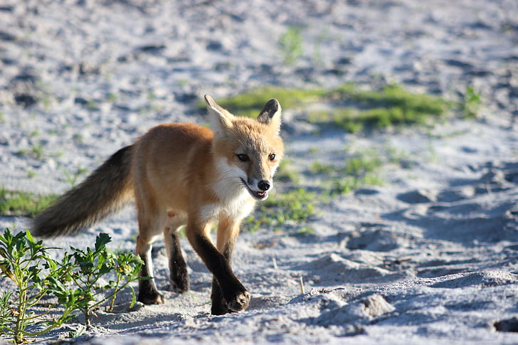 fox, wildlife, beach, nature, mammal, young, predator