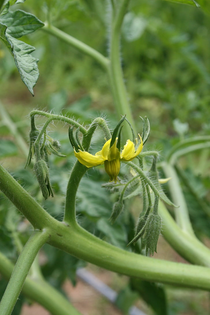 tomato, tomato flower, sprout, bloom, blossom, green, plant