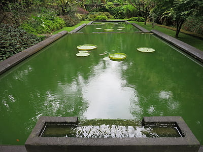 lake, rose, pond, green, water, garden, park
