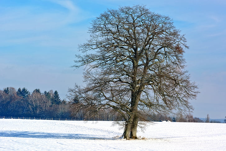 ziemas, sniega, koks, vienotā, siluets, daba, debesis