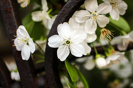 flores, flores cerezos, tres flores de primavera, flores blancas