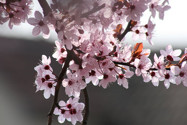 flower, tree, cherry