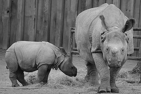 코뿔소, 아기 코뿔소, 동물, 포유 동물, 종 아리, 코뿔소, 야생 동물