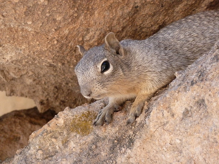 gopher, ground squirrel, animal, desert, rock, wildlife