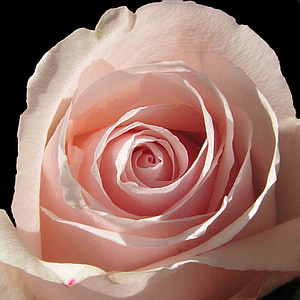 Blume, Rosa, Blütenblatt, Rosette, Rosa Blumen, Sommerblumen, Garten