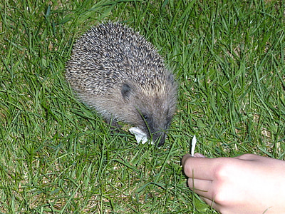 hedgehog, animal, prickly, nature, rush, nocturnal, mammal