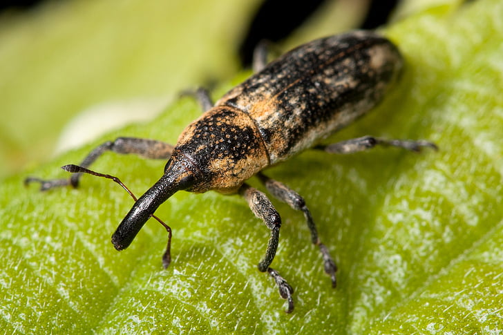 beetle, bug, close-up, insect, leaf, macro, weevil