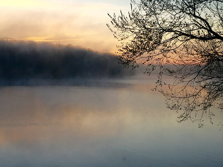 lake, mist, tree, sunrise, fog, morning, outdoor