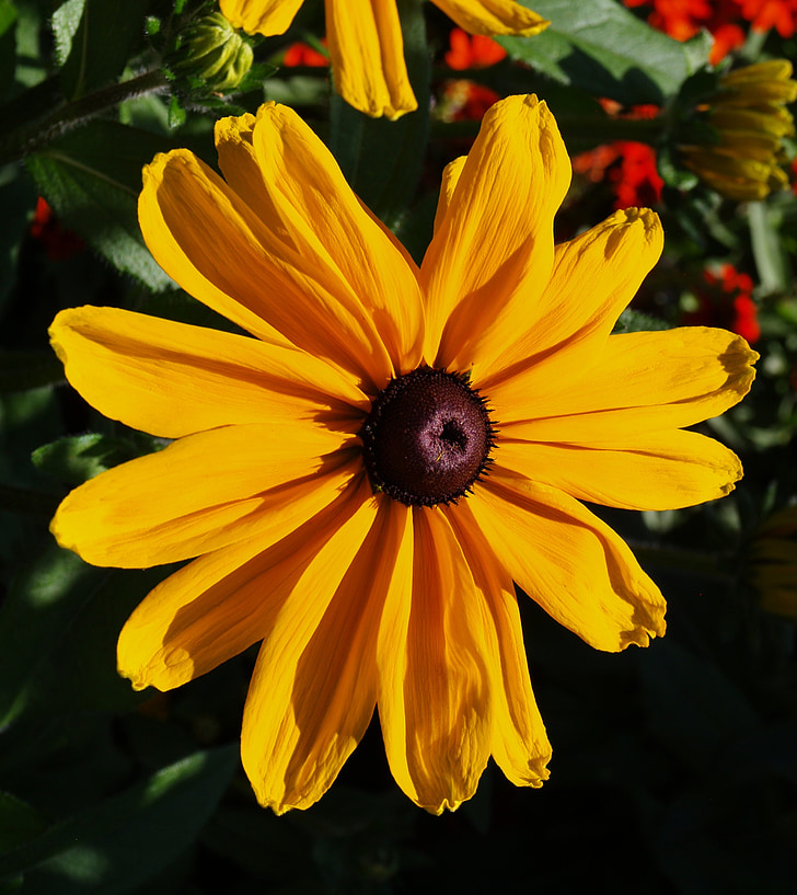 kvet, Záhrada, žltá, letné