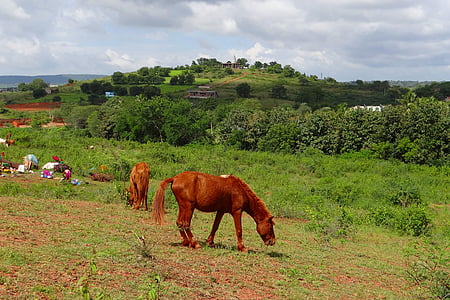 Pony, hewan pikul, lambadi, Nomad, suku pengembara, Karnataka, Dharwad