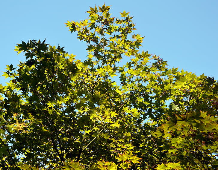 érable, branches, feuilles, vert, arbre, branches de la branche, Sky