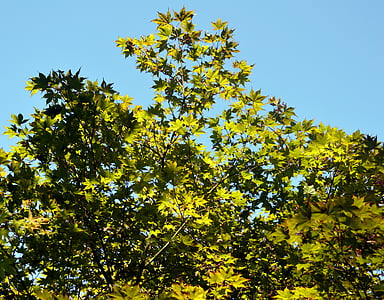 maple, branches, leaves, green, tree, branch branches, sky