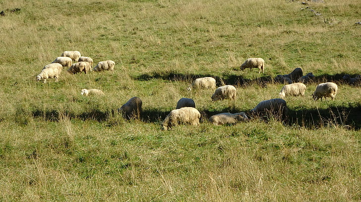 schapen, dier, grasland, gepieker, weide, gras, Bergen