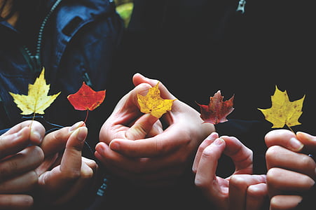 group, people, holding, maple, leaves, autumn, hand
