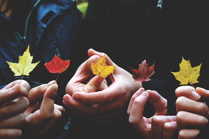 person, holding, five, maple, leaves, leaf, autumn