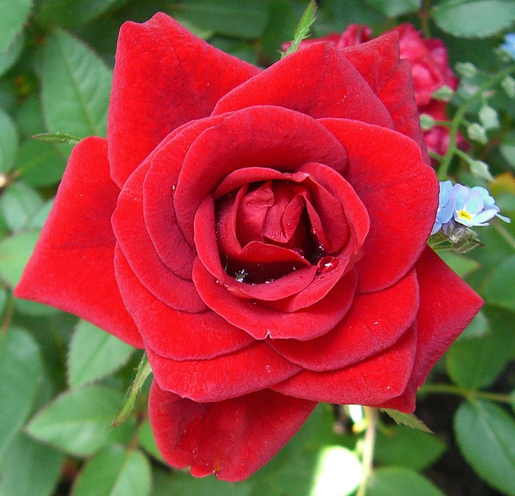 Rosa, Roses, vermell, planta, rosàcia, inflorescència, flor