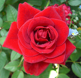 Rose, vrtnice, rdeča, rastlin, severnih, socvetje, cvet