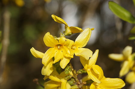 forsythia, Aed forsythia, lilled, forsythia lilled, kevadel, Lenz, Aed