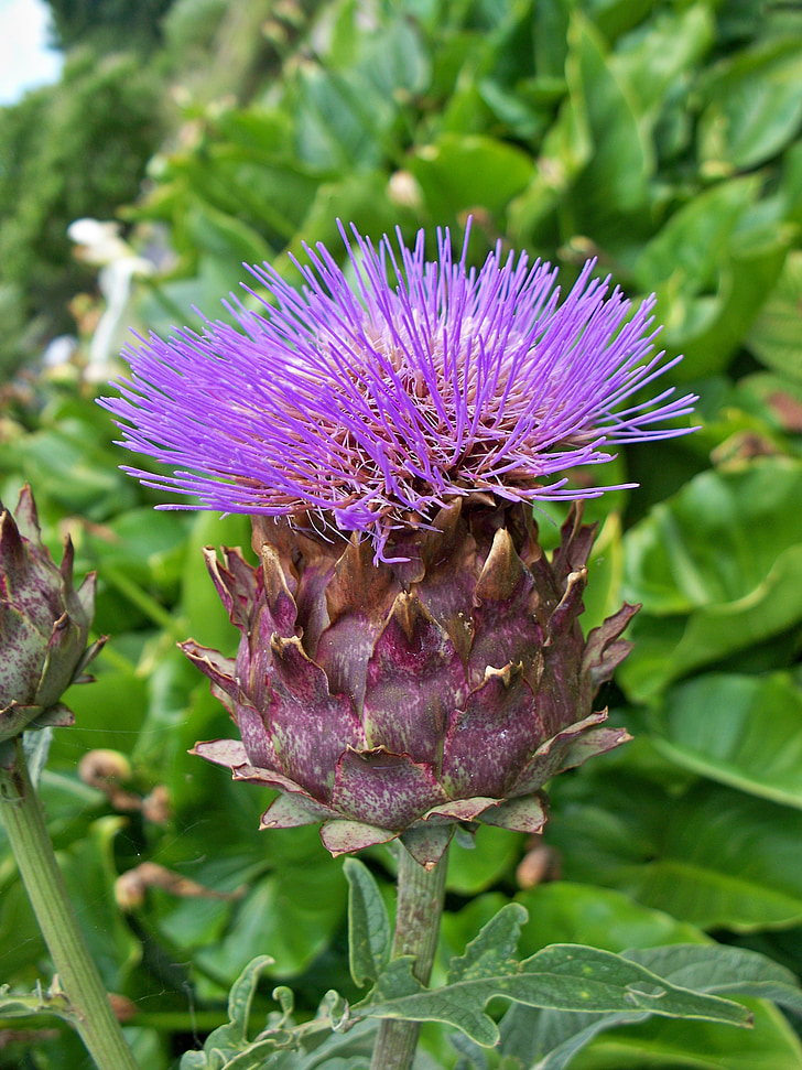 cardo, Cynara cardunculus, Cardo de alcachofa, CARDI, púrpura, color de malva, flor