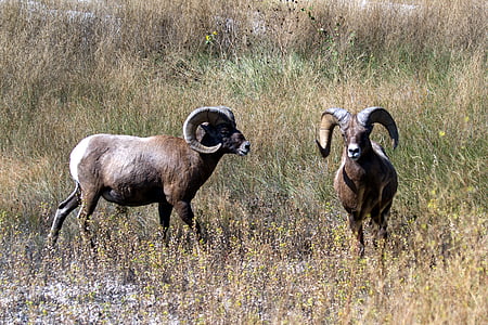 dağ koyun, koyun, vahşi hayvan, yaban hayatı fotoğraf, ABD, boynuzları