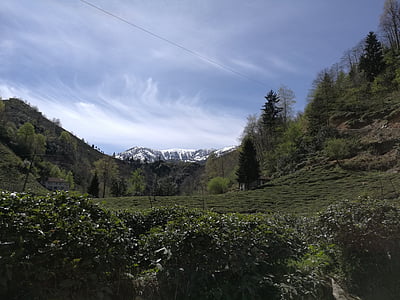 Ризе, Турция, планински, пейзаж, чай