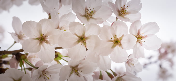 třešňový květ, jaro, dřevo, Příroda, Květinový strom, jarní květiny, bílá