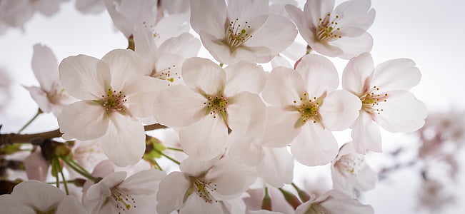 Sakura, musim semi, kayu, alam, bunga pohon, bunga musim semi, putih