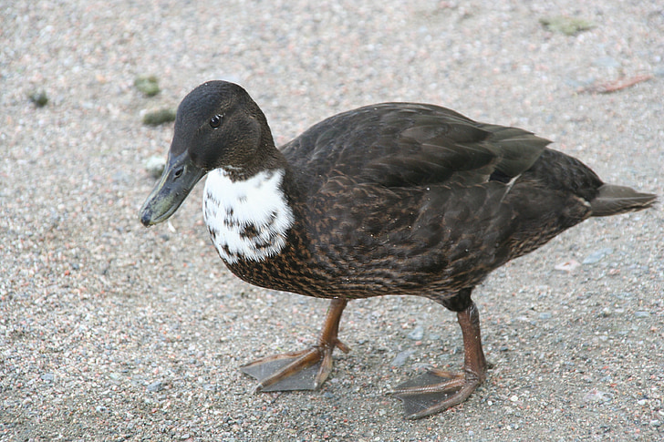 duck, mallard, bird, walking, brown, anas platyrhynchos, animal