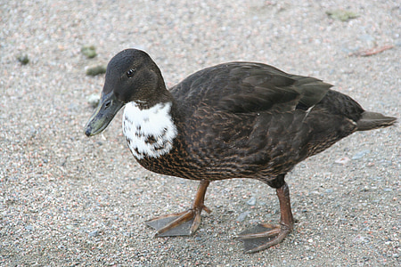duck, mallard, bird, walking, brown, anas platyrhynchos, animal