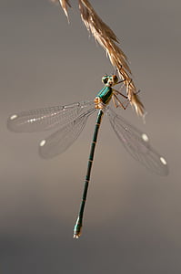 enfoque, Foto, Dragón, volar, libélula, brillante, insectos