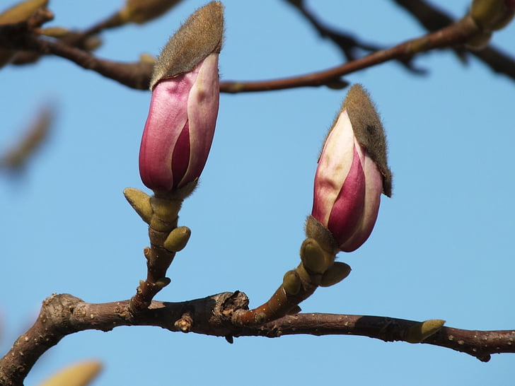 Magnolia, loodus, kevadel, lill, taim, oksi, Magnolia filiaalid