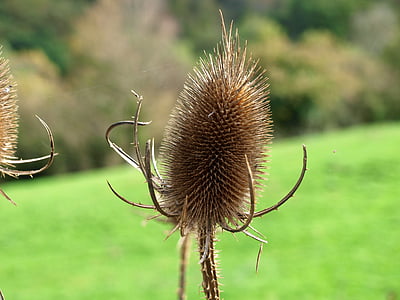 thistle, green, thorny, hawthorn, plant, skewer, barbed