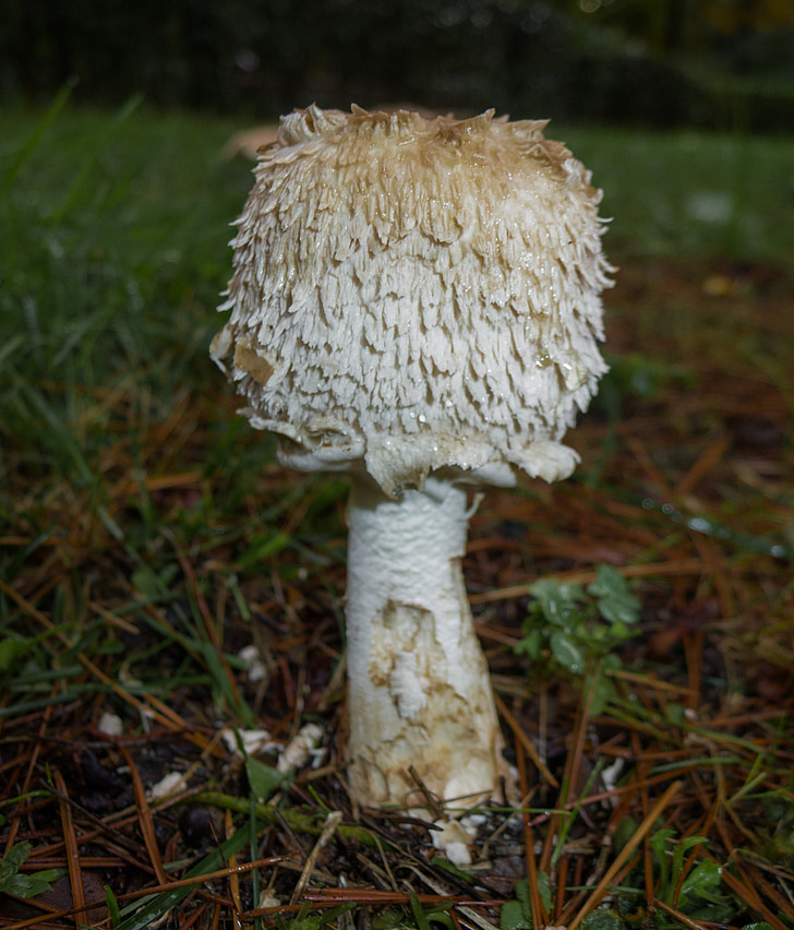 gljive, gljive, vrganj, jesen, priroda, makronaredbe, gljiva
